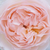 Rózsaszín - Angol rózsa - Ausreef